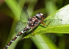 Austroaeschna christine