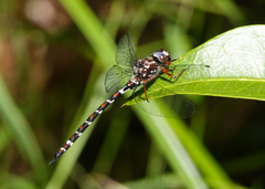 Austroaeschna christine