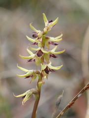 Genoplesium ciliatum