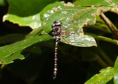 Austroaeschna christine