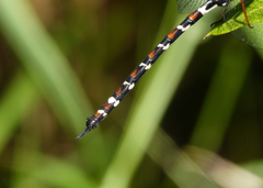 Austroaeschna christine