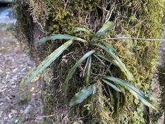 Calanthe arcuata