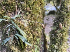 Calanthe arcuata