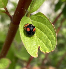 Harmonia axyridis