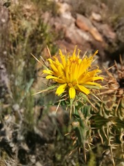 Berkheya cruciata cruciata