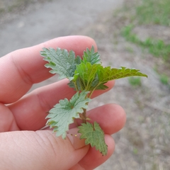 Urtica dioica