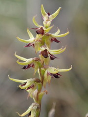 Genoplesium ciliatum