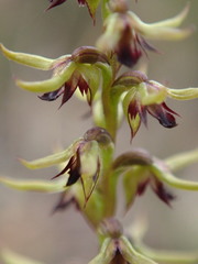 Genoplesium ciliatum