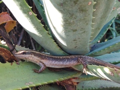 Trachylepis striata