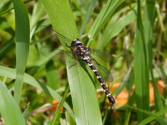 Austroaeschna christine