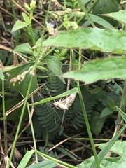 Lepidoptera