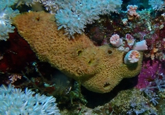 Mycale euplectellioides