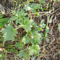 Leonurus quinquelobatus