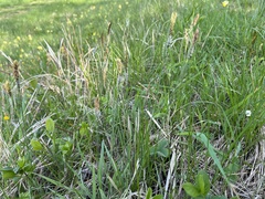Carex tomentosa