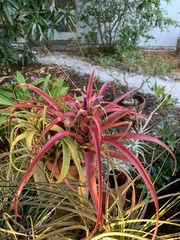 Tillandsia capitata