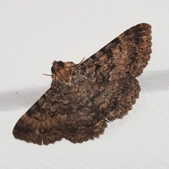 Polydesma boarmoides