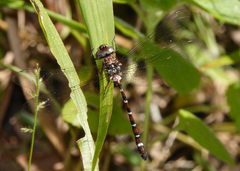 Austroaeschna christine