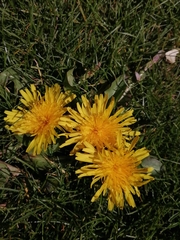 Taraxacum officinale
