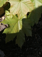 Acer platanoides