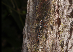 Austroaeschna christine