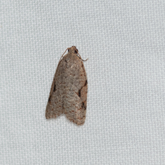 Meritastis piperata