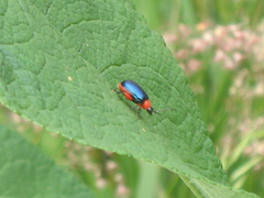 Asphaera abdominalis