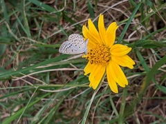 Zizeeria knysna