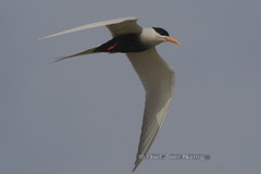 Sterna acuticauda