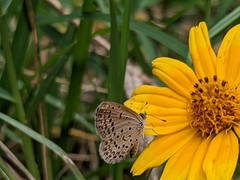 Zizeeria knysna