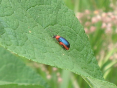 Asphaera abdominalis