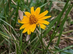 Zizeeria knysna