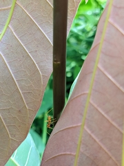 Oecophylla longinoda