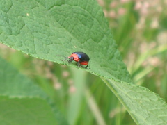Asphaera abdominalis