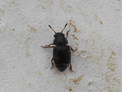 Brachypterus