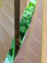 Oecophylla longinoda