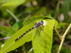 Austroaeschna christine