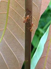 Oecophylla longinoda