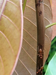 Oecophylla longinoda