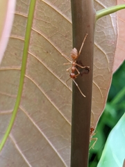 Oecophylla longinoda