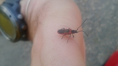 Holopleura marginata