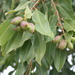 Syzygium guineense - Photo (c) Gerhard Malan,  זכויות יוצרים חלקיות (CC BY-NC), הועלה על ידי Gerhard Malan