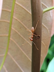 Oecophylla longinoda