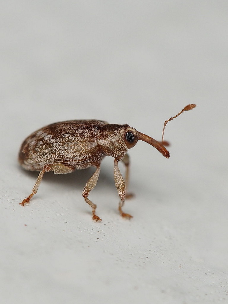 Praolepra rufescens