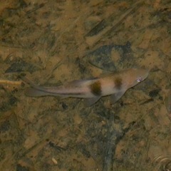 Striuntius lateristriga