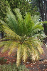 Cycas thouarsii