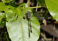 Austroaeschna christine