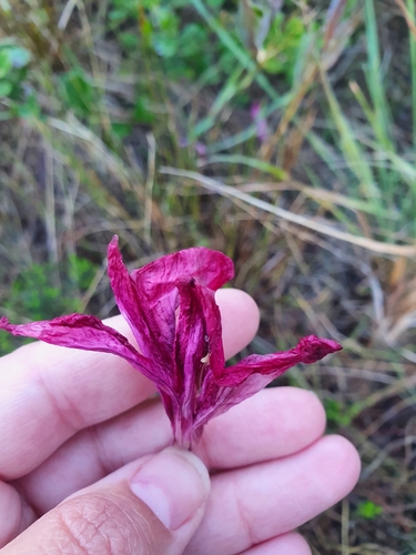 Image of Gladiolus carmineus by (c) Corli du Toit Smith, some rights reserved (CC BY)