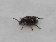 Bruchus pisorum