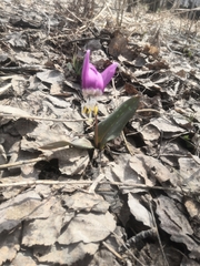 Erythronium sibiricum