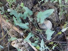 Solena amplexicaulis